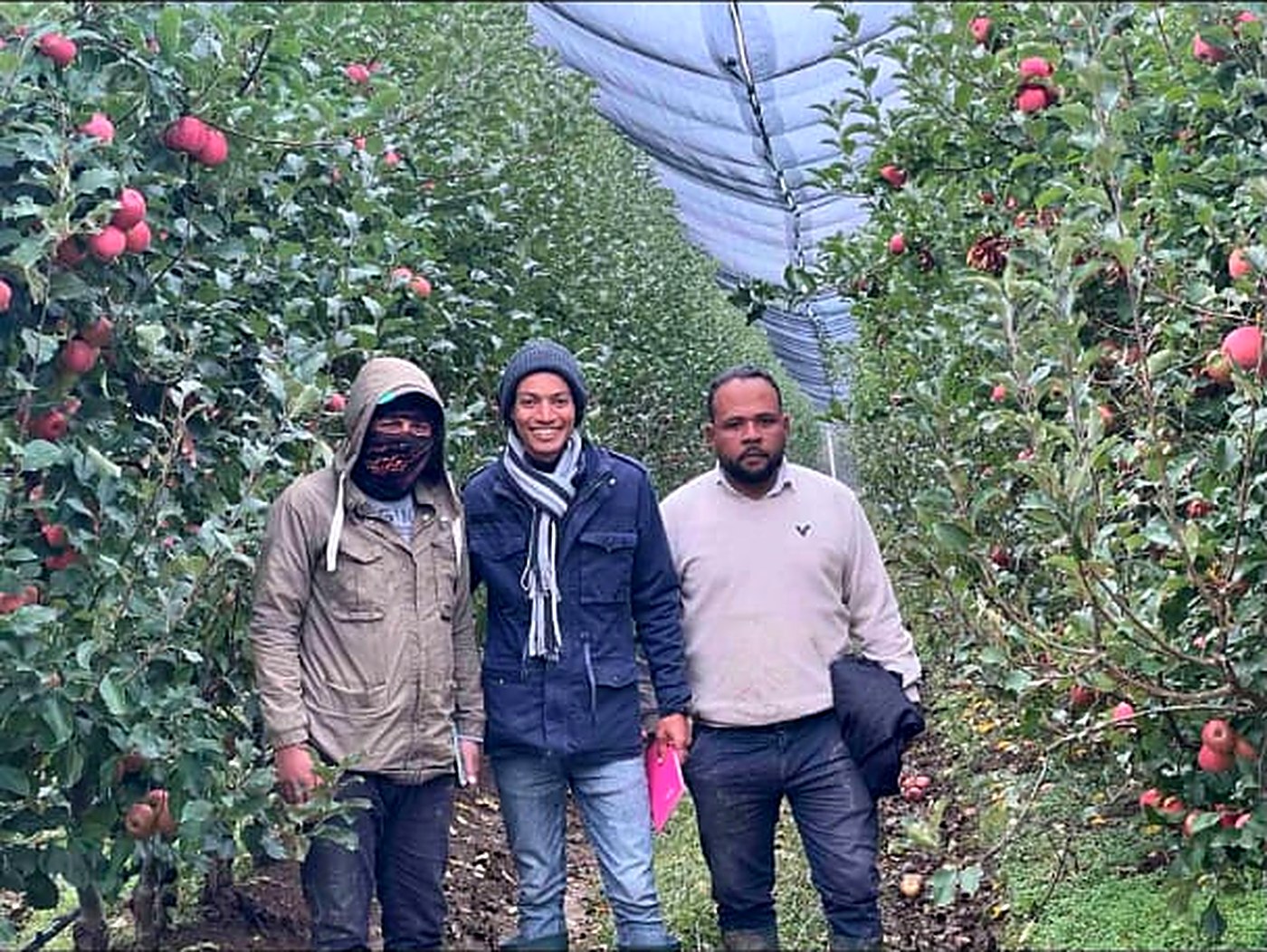 ثلاثة من العاملين المصريين داخل ممر مزرعة التفاح